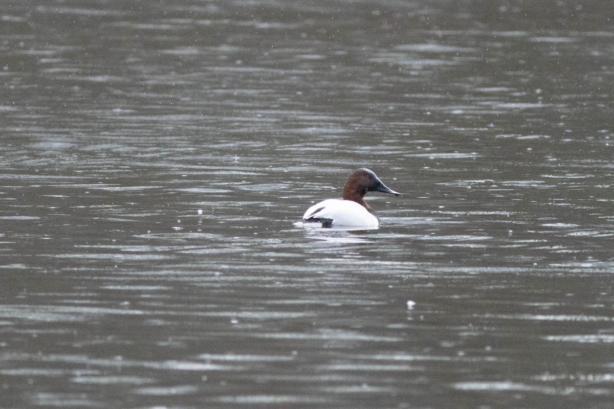 Murgilari bizkarzuria - ML647778838