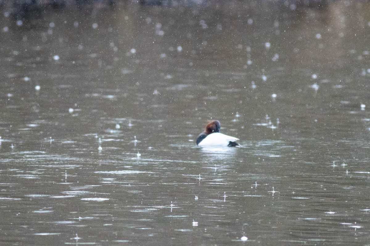 Murgilari bizkarzuria - ML647778839