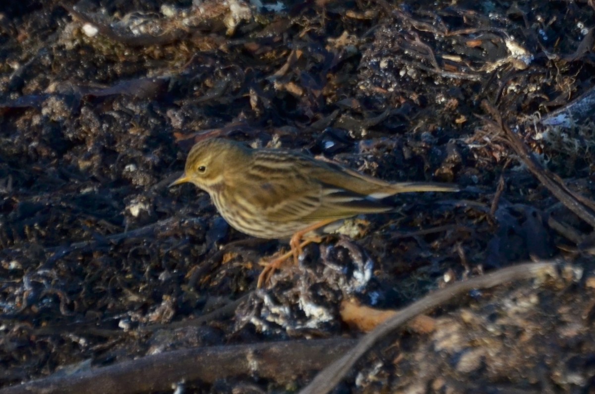 Meadow Pipit - ML647778847