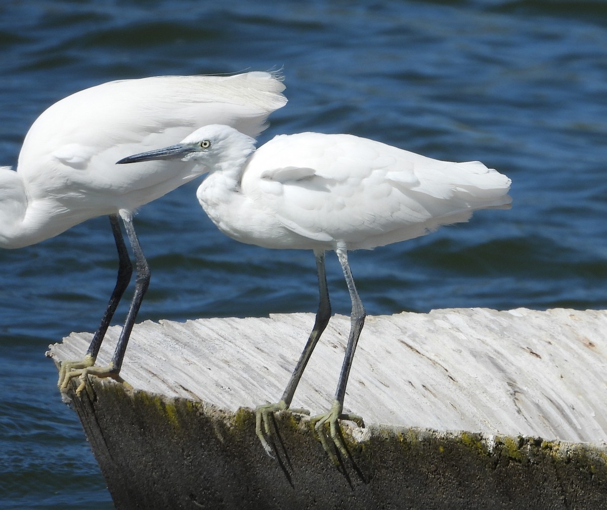 Koartzatxo txikia - ML647778849