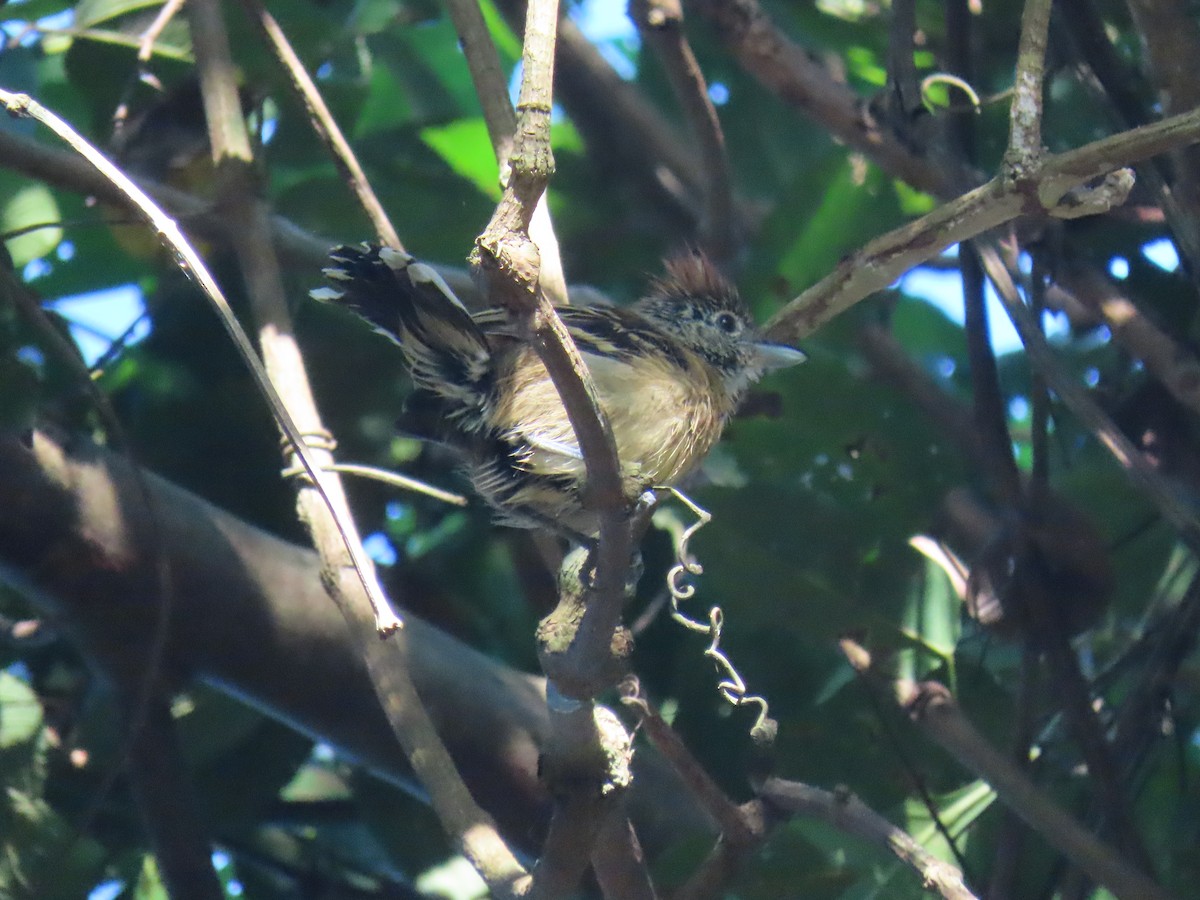 Black-crested Antshrike - ML647778853