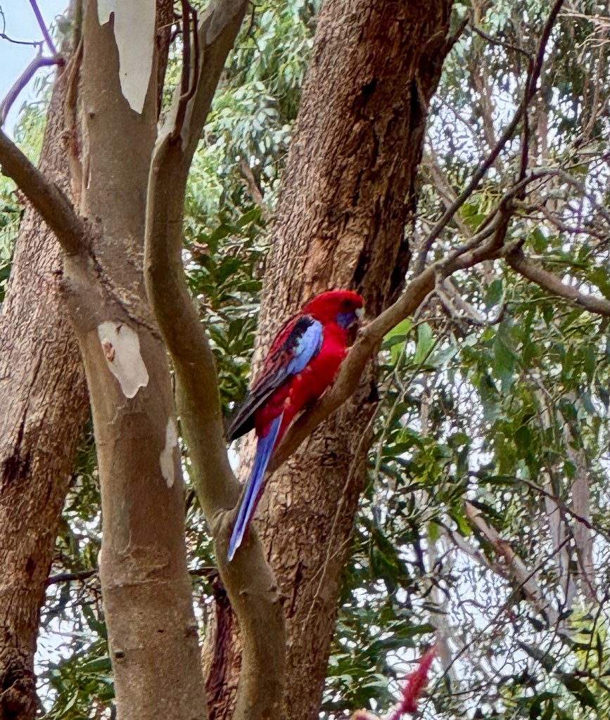 Crimson Rosella (Crimson) - ML647778855