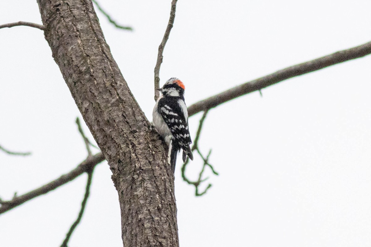 Downy Woodpecker - ML647778858