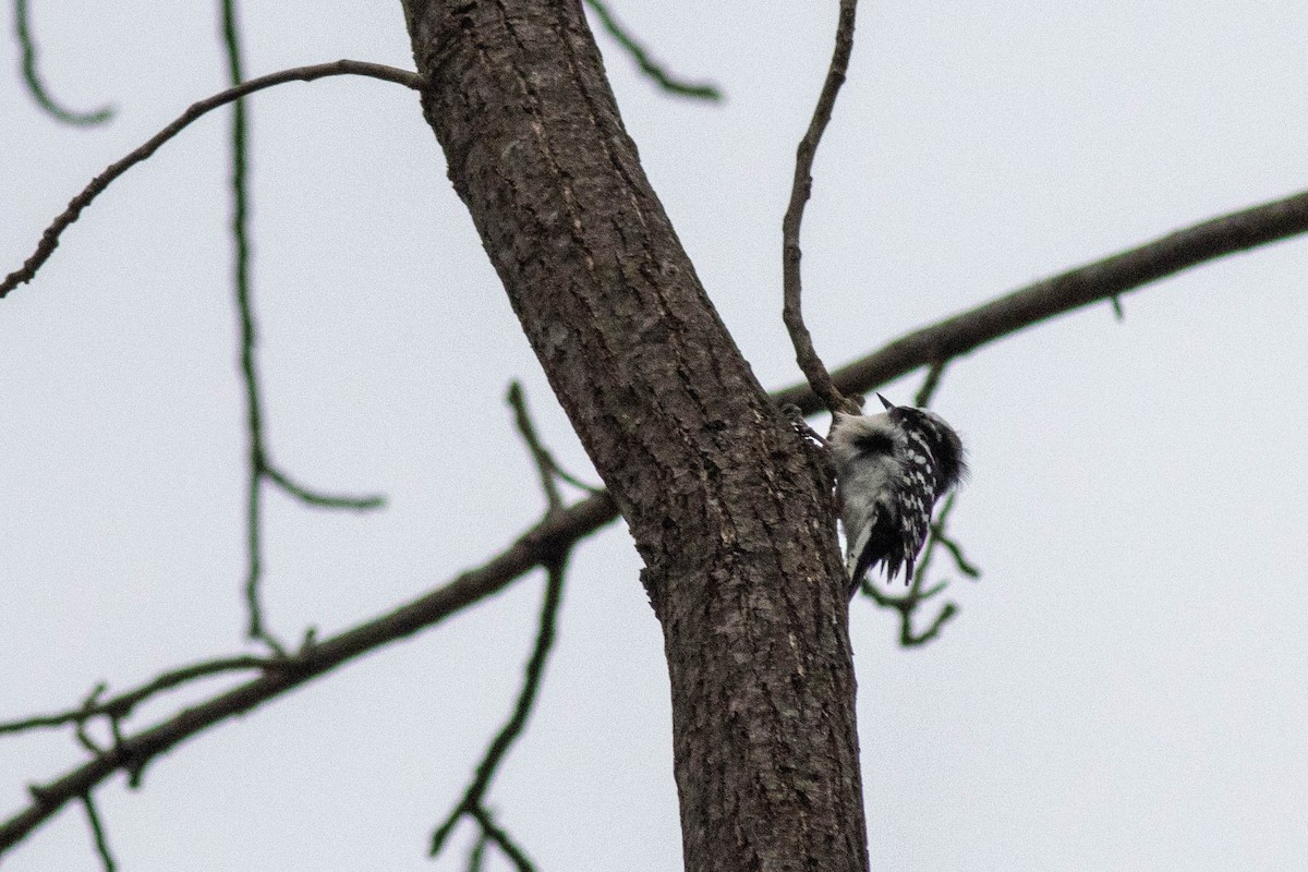 Downy Woodpecker - ML647778859