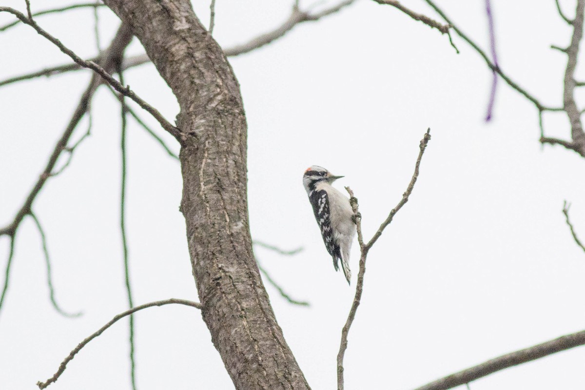 Downy Woodpecker - ML647778860
