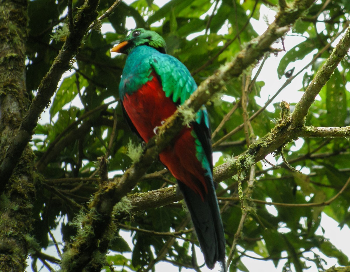 Golden-headed Quetzal - ML647778862