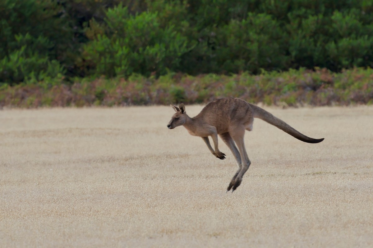 東部灰袋鼠 - ML647778863