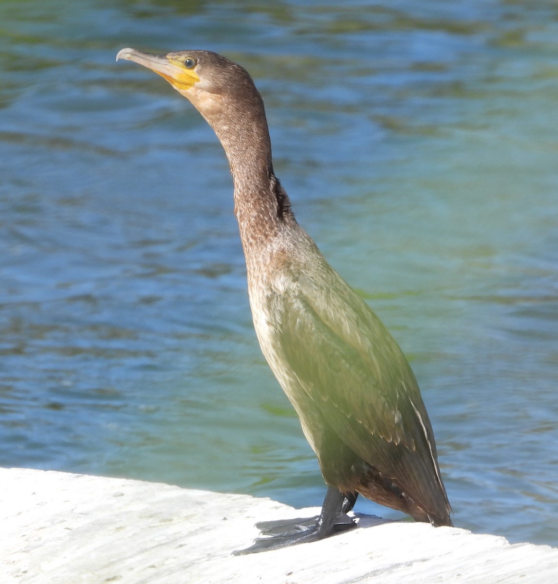 Great Cormorant - ML647778864