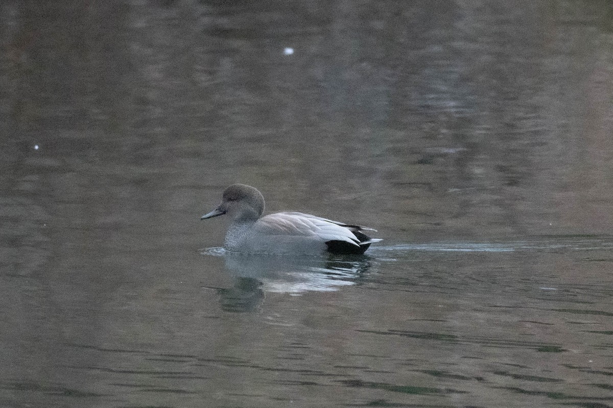 Gadwall - ML647778866