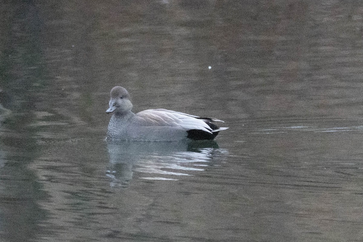 Gadwall - ML647778867