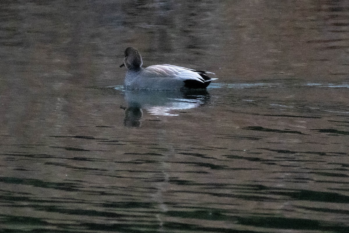 Gadwall - ML647778868