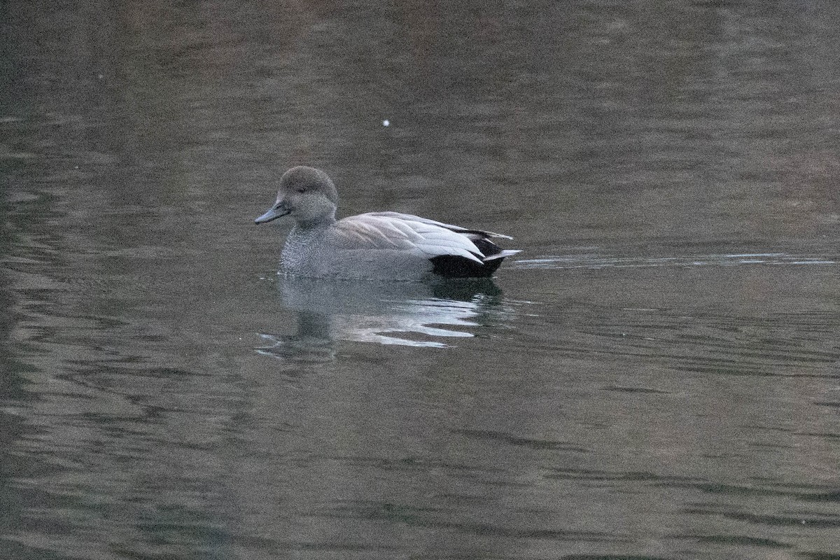Gadwall - ML647778869