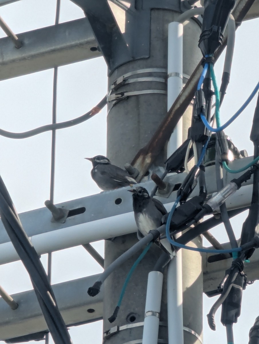 White-cheeked Starling - ML647778870