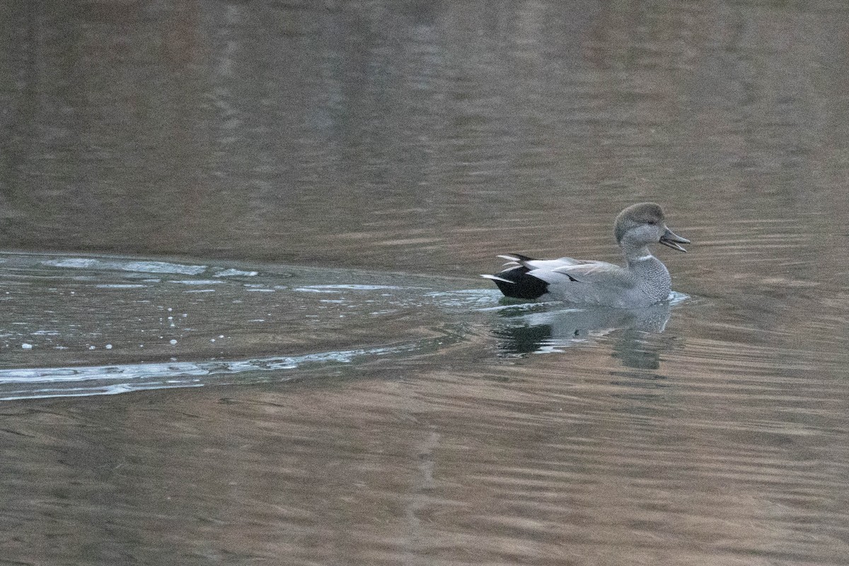 Gadwall - ML647778871