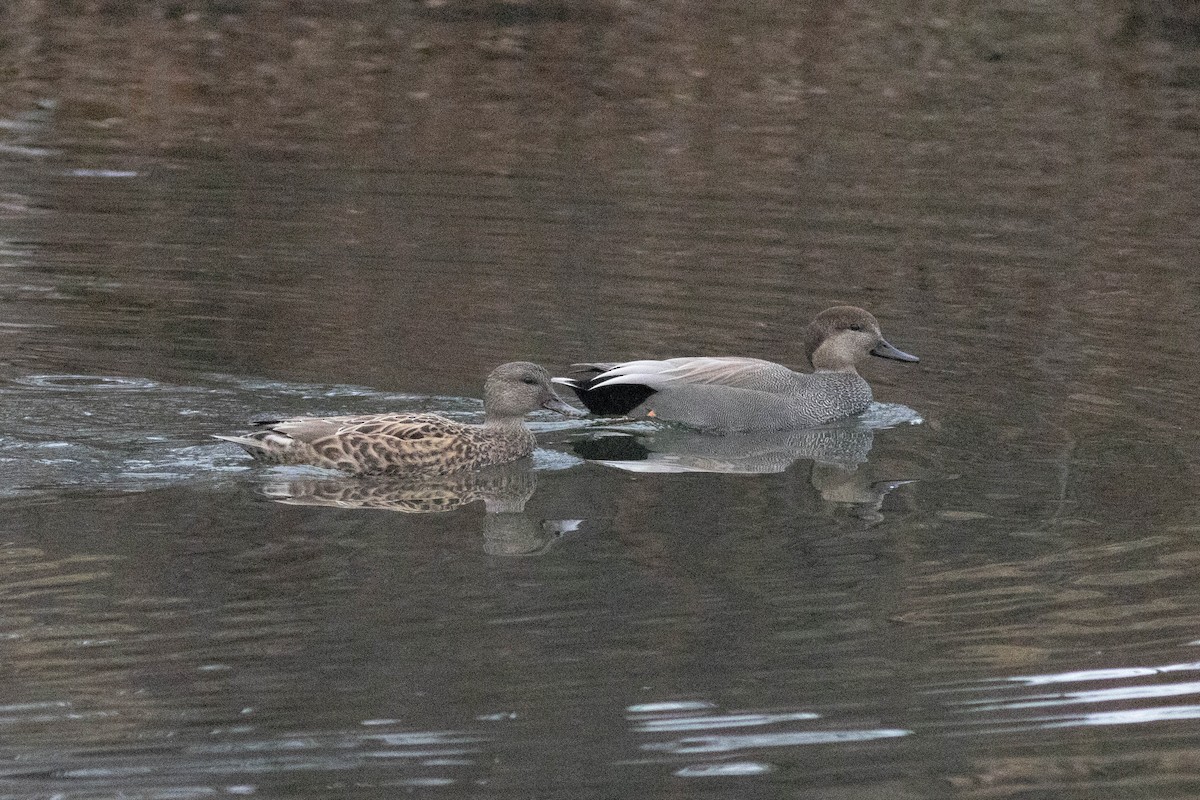 Gadwall - ML647778872