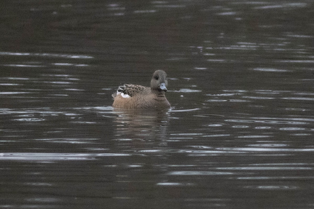 Gadwall - ML647778873