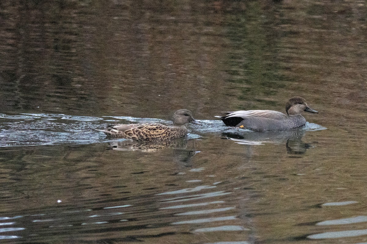 Gadwall - ML647778874