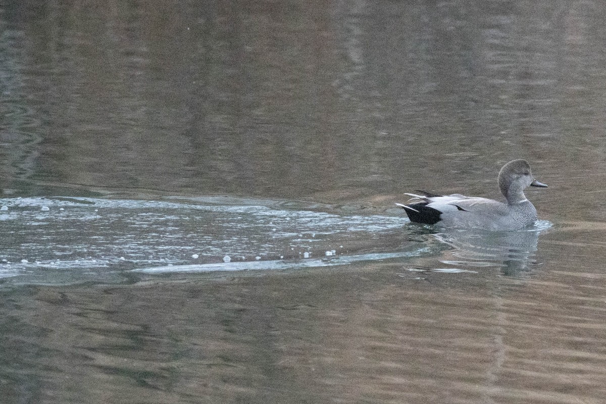 Gadwall - ML647778875