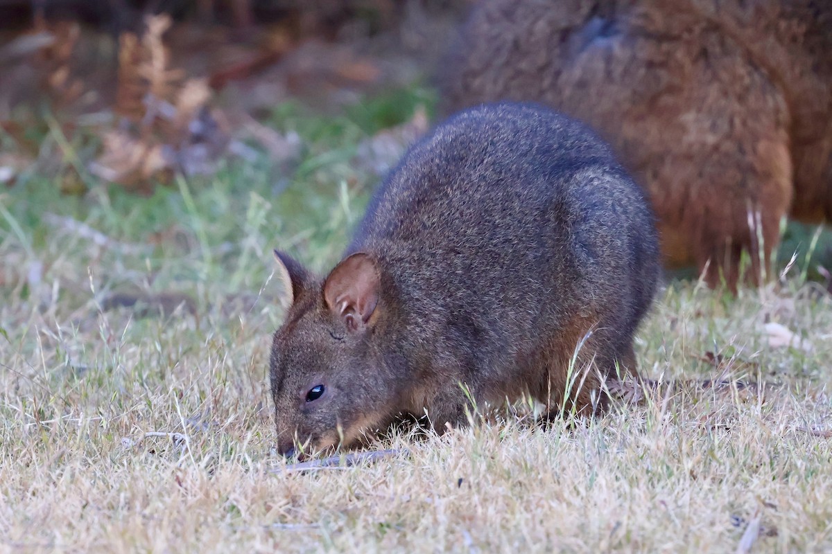 紅腹叢林袋鼠 - ML647778876
