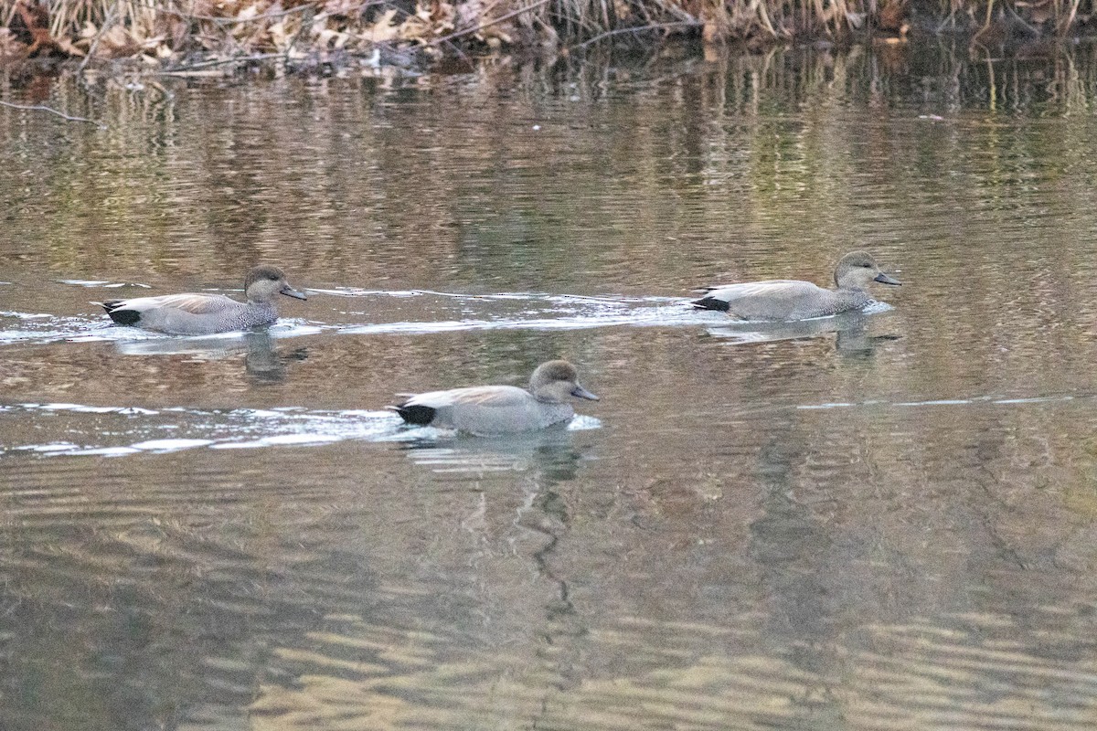 Gadwall - ML647778878