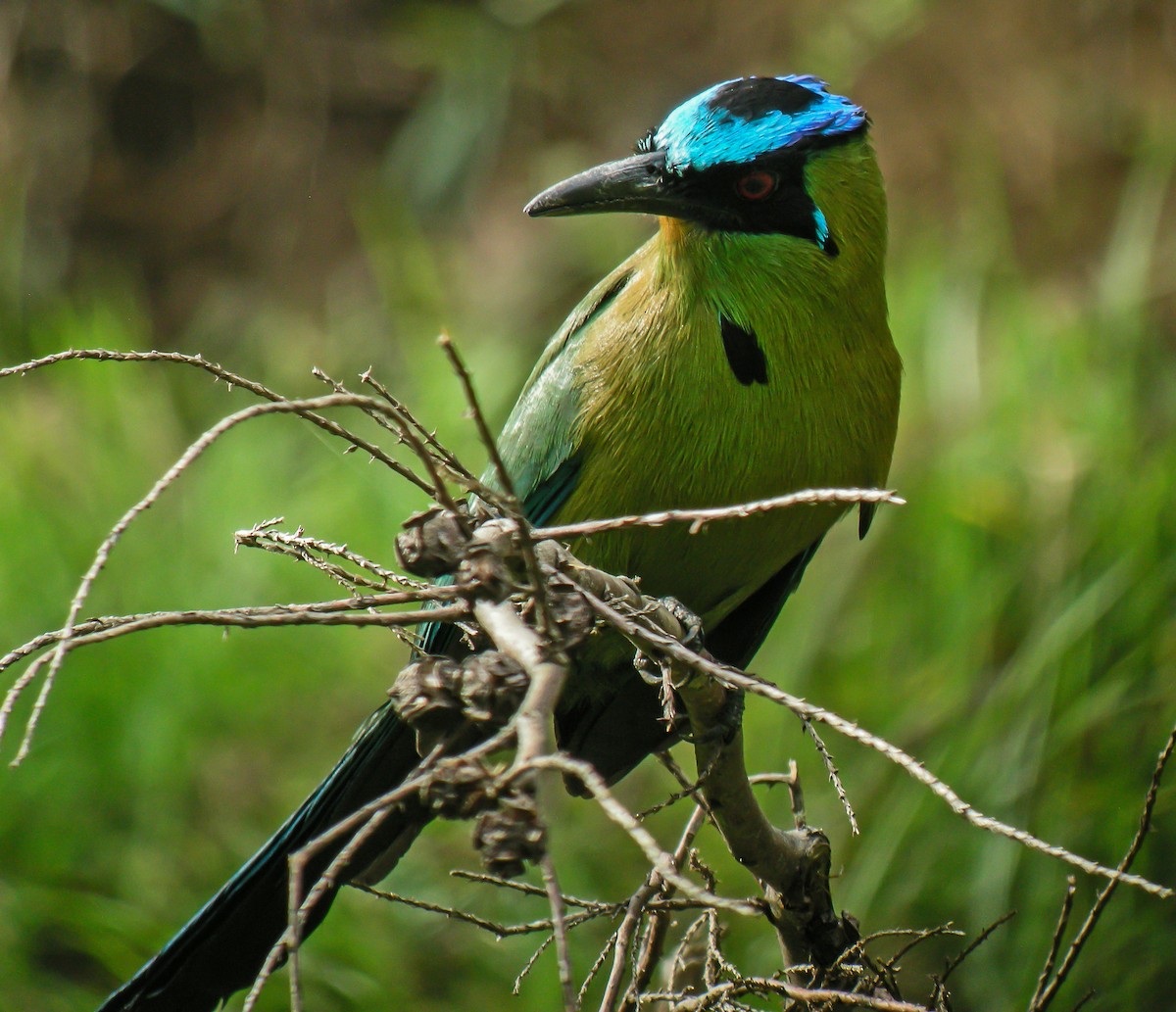 Andean Motmot - ML647778879