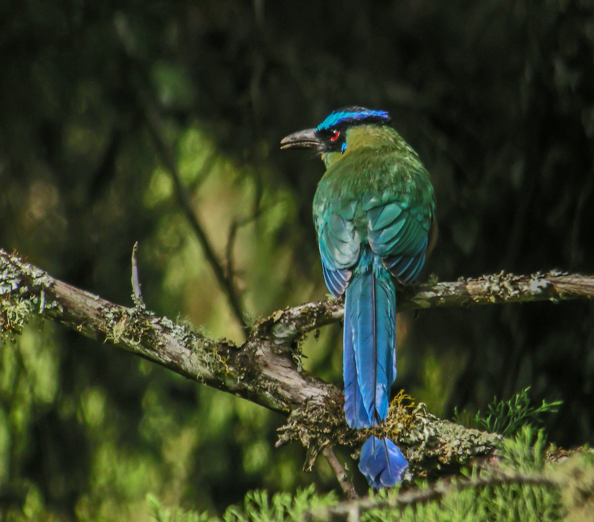 Andean Motmot - ML647778880