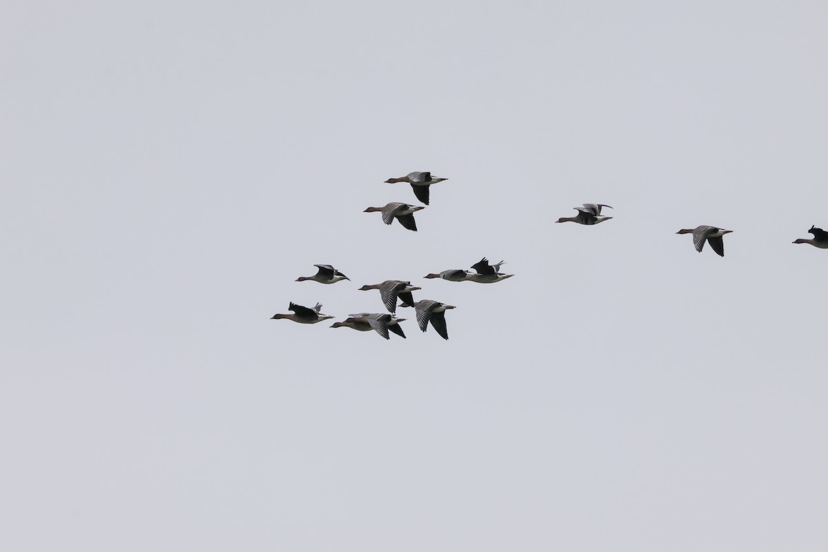 Greater White-fronted Goose - ML647778882