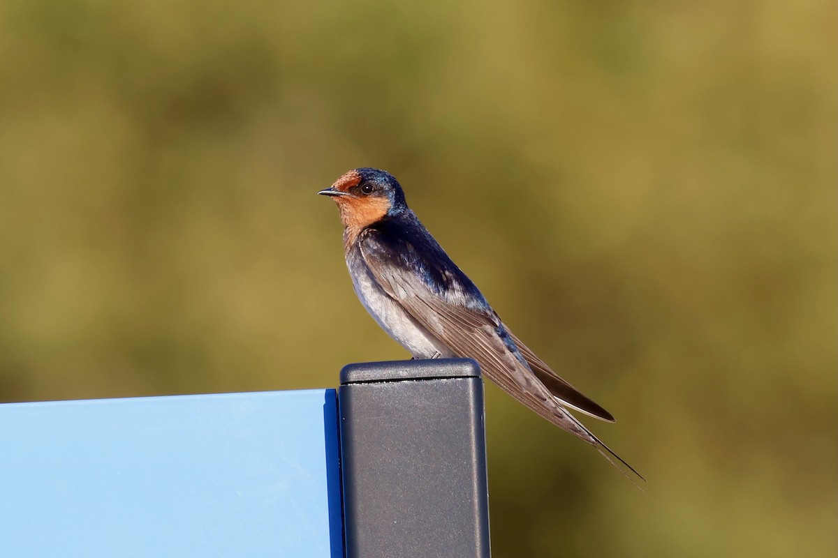 Welcome Swallow - ML647778883