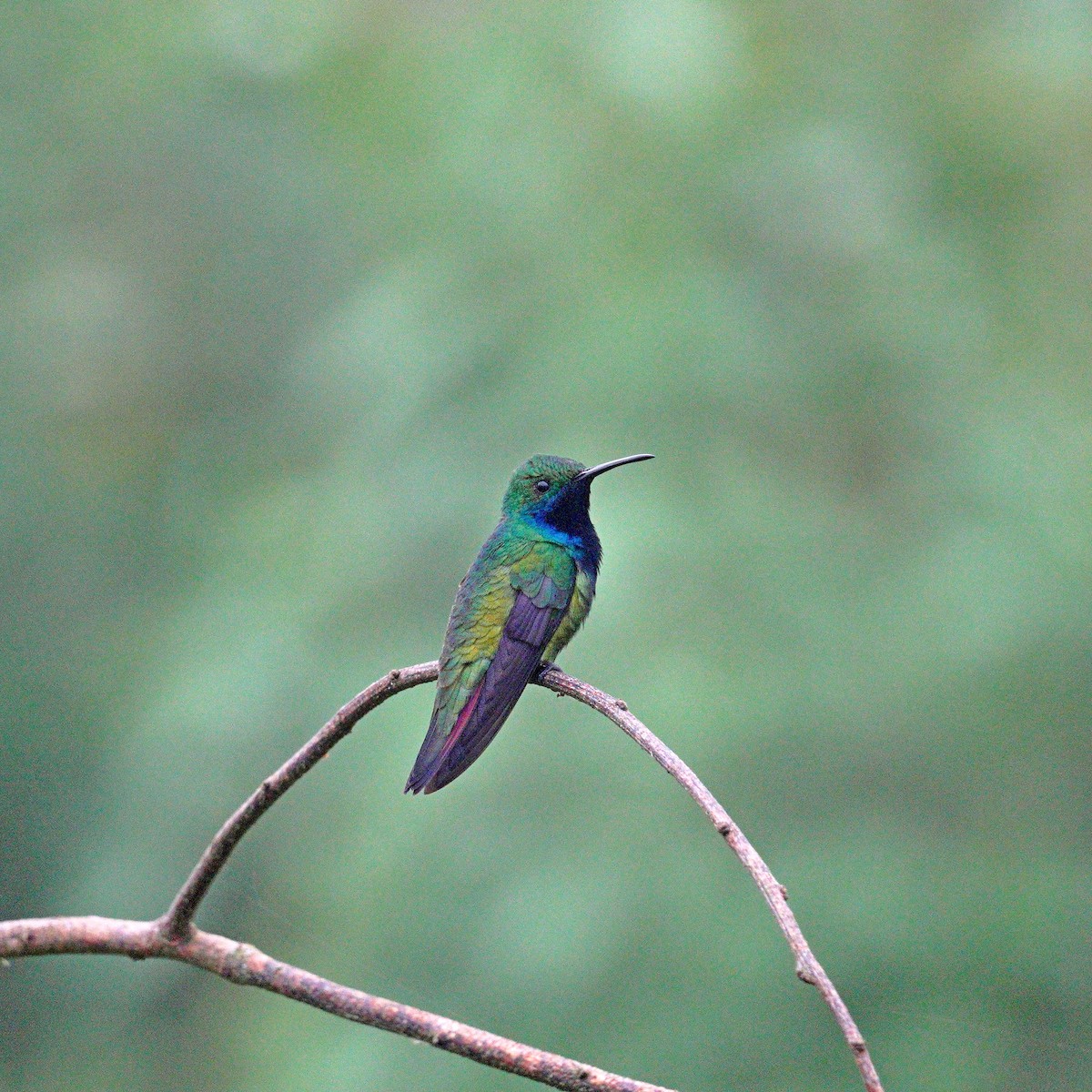 Black-throated Mango - ML647778887