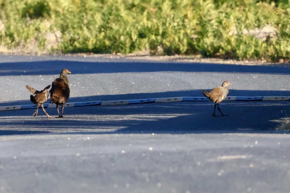 Tasmanian Nativehen - ML647778894