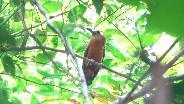 Capuchinbird - ML647778907