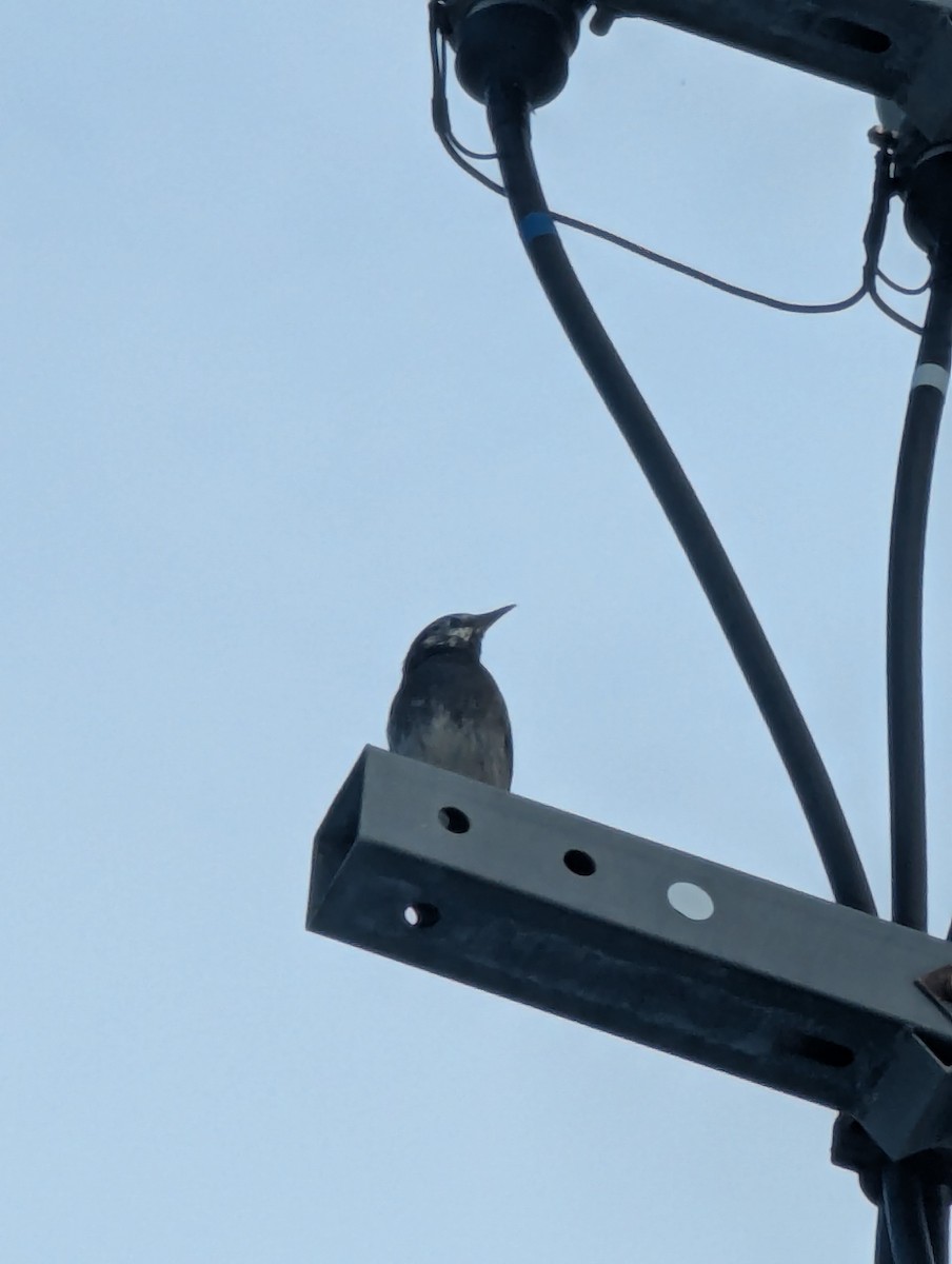 Шпак сірий - ML647778978