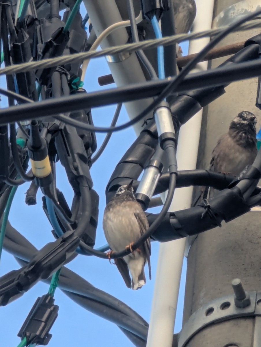 Шпак сірий - ML647778979