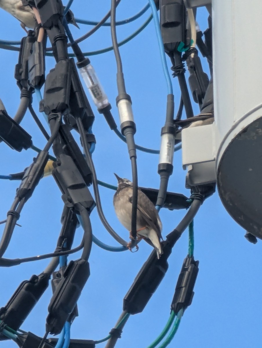 Шпак сірий - ML647778980