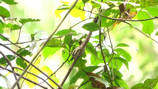 Golden-spangled Piculet (Buffon's) - ML647778981