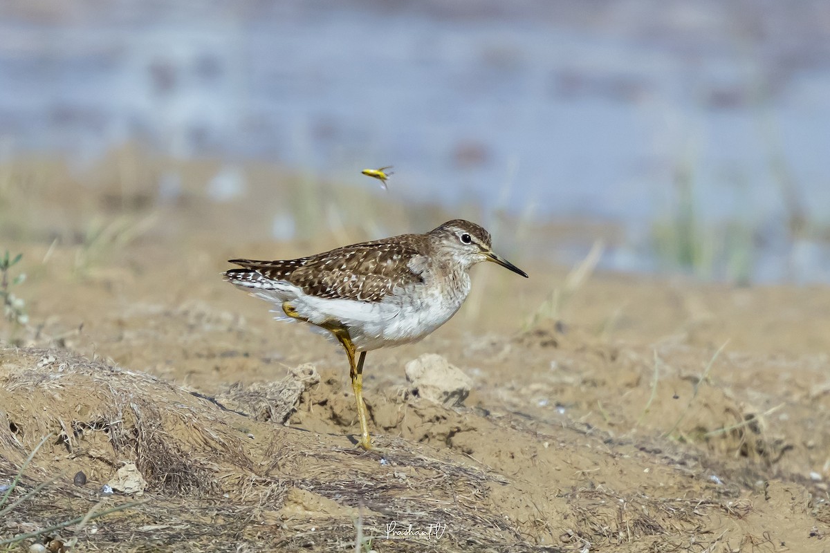 タカブシギ - ML647778998