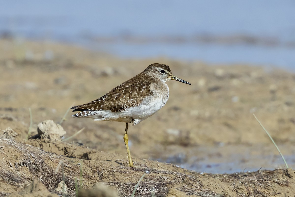 タカブシギ - ML647778999