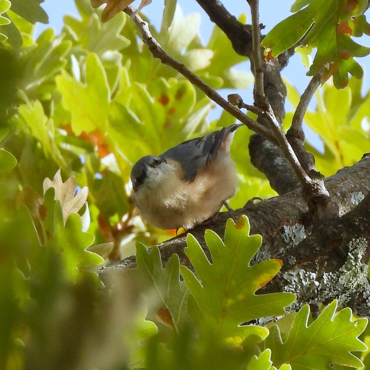 Garrapo eurasiarra - ML647779027