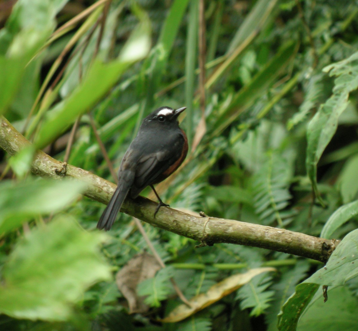 Chestnut-bellied Chat-Tyrant - ML647779030