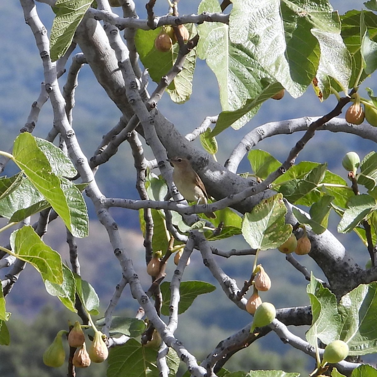 Fauvette des jardins - ML647779041