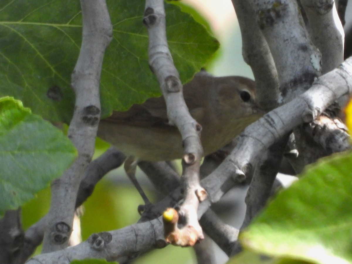 Fauvette des jardins - ML647779042