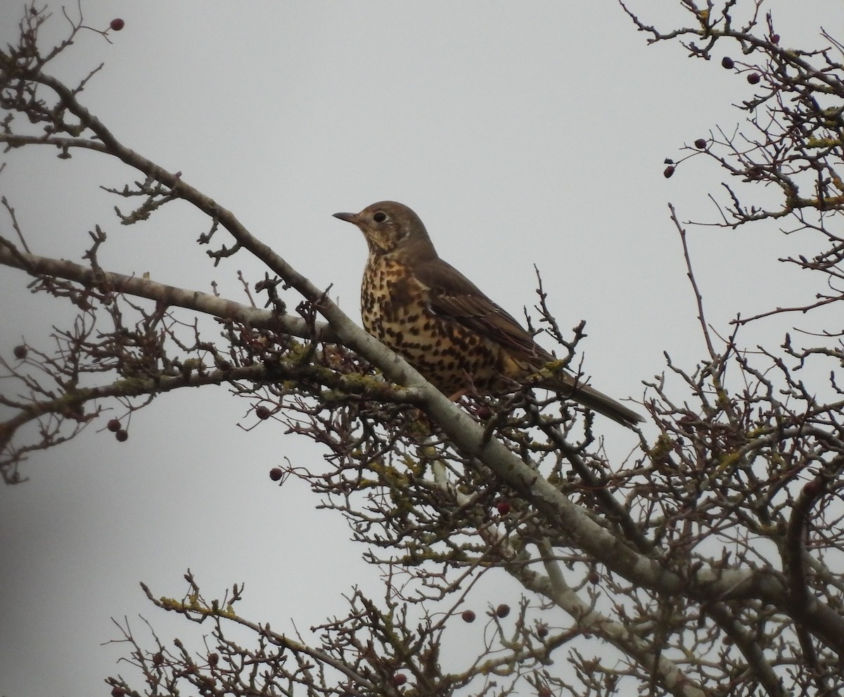 Grive draine - ML647779076