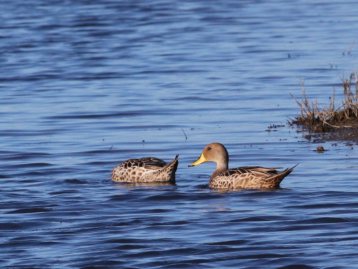 Yellow-billed Pintail (South American) - ML647779080
