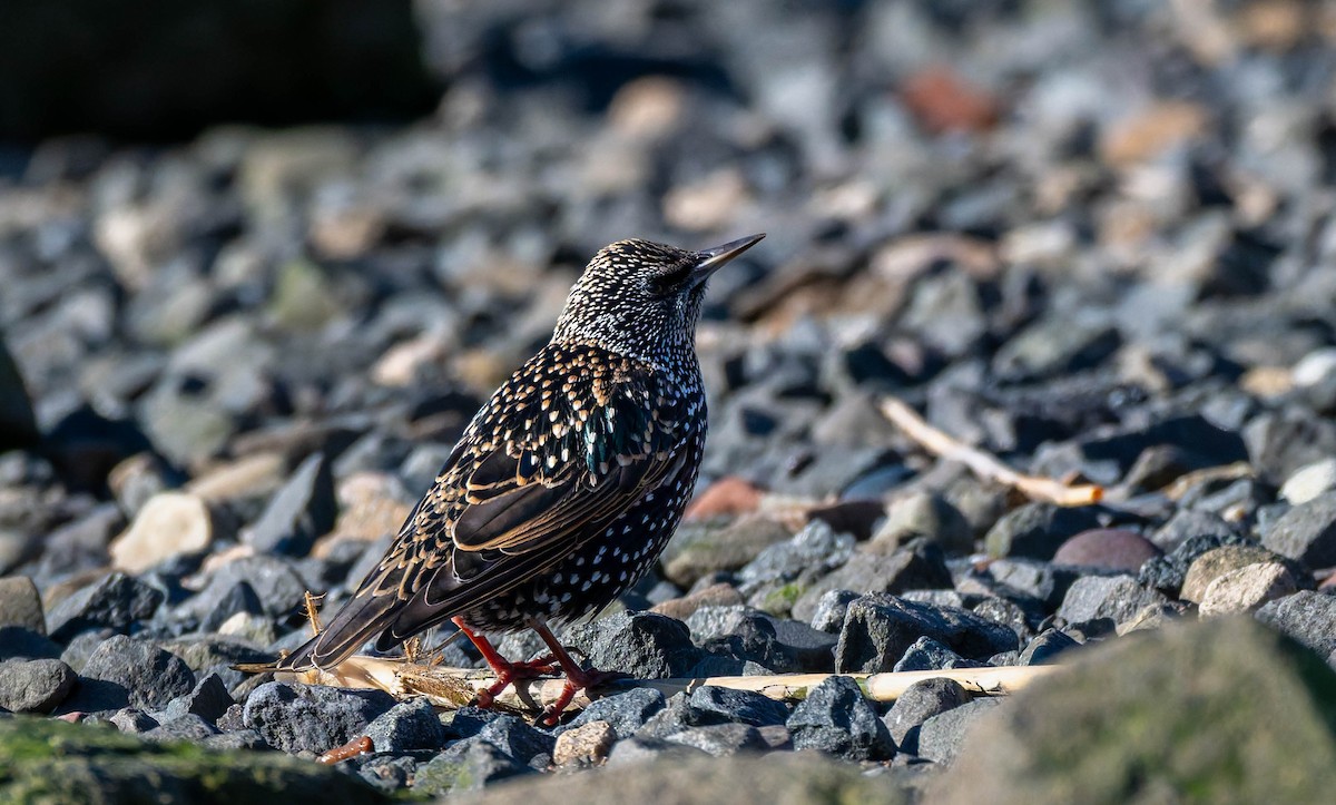 Estornino Pinto - ML647779099