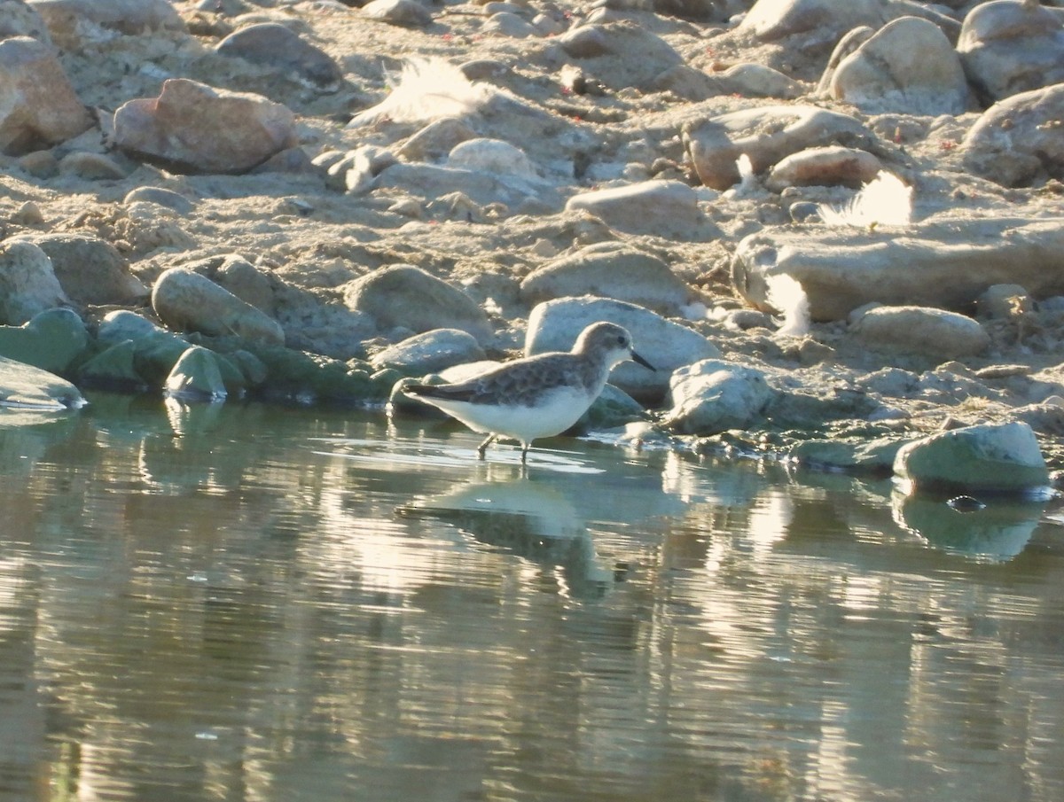 Little Stint - ML647779105