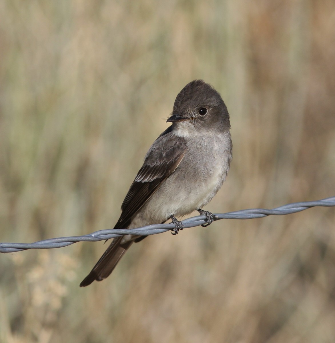 Western Wood-Pewee - ML647779122