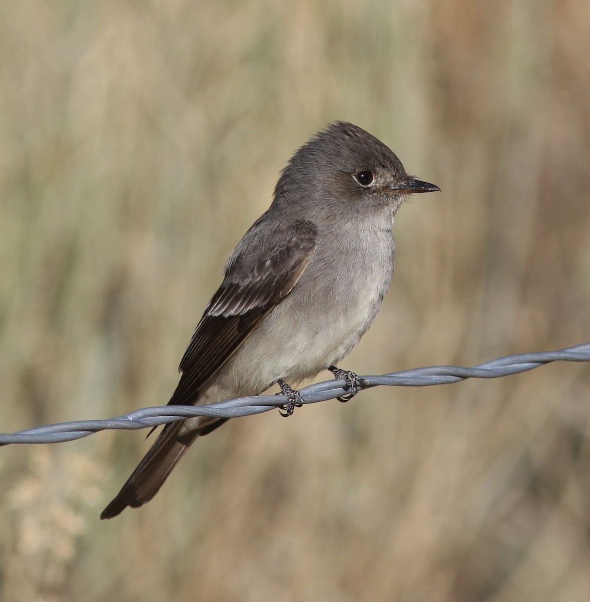 Western Wood-Pewee - ML647779123