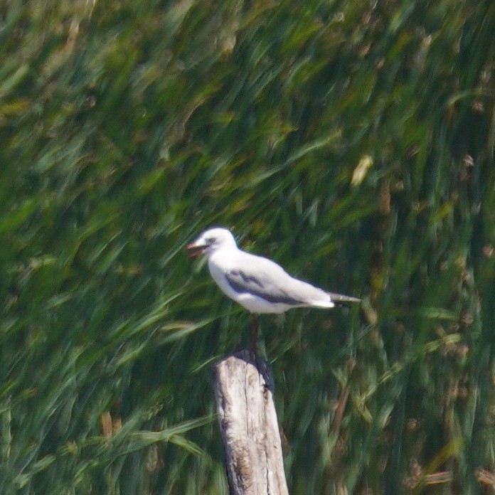 ズアオカモメ - ML647779126