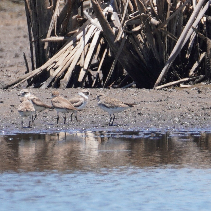 Semipalmated Sandpiper - ML647779128