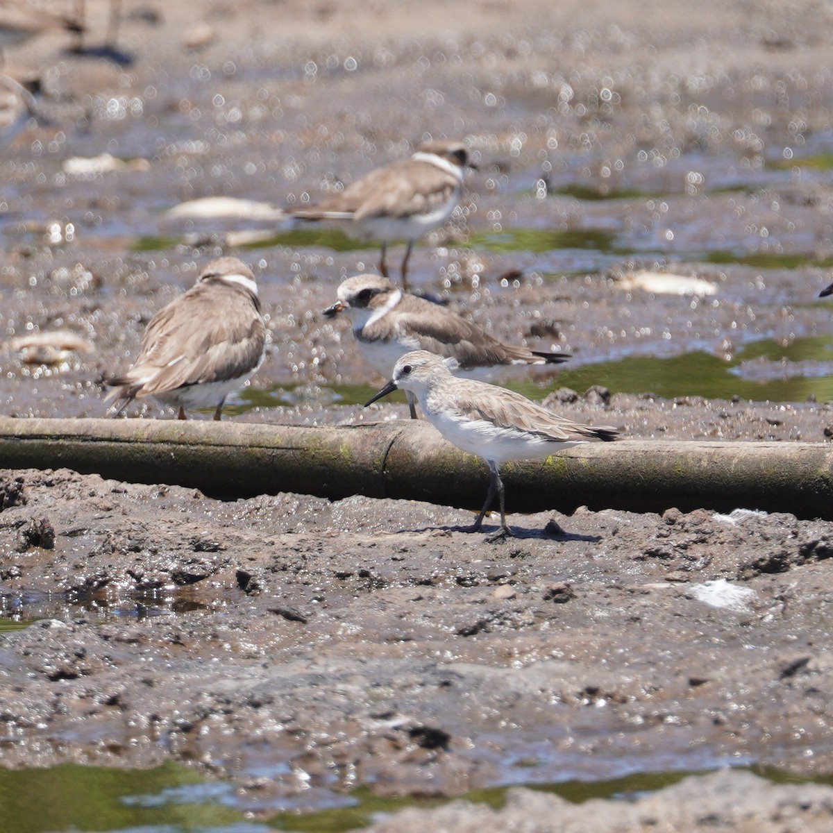 Semipalmated Sandpiper - ML647779129